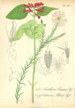 Scutellaria Lehmanni  sisak