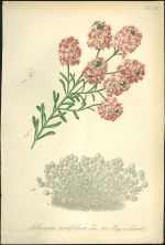 Sivutka  Aethionema cordifolium