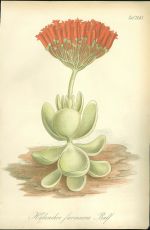 Kolopejka  Kalanchoe farinacea