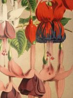 Fuchsia | antikvariat - detail grafiky