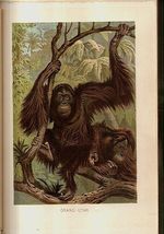 Der Mensch II Band  Die heutigen und die vorgeschichtlichen Menschenrassen | antikvariat - detail knihy