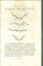 Aus dem Walde I a II  Mittheilungen in zwanglosen Hesten - Burkhardt A | antikvariat - detail knihy