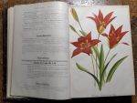 Gartenflora 1895 | antikvariat - detail knihy
