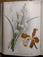 Gartenflora 1895 | antikvariat - detail knihy