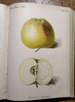 Gartenflora 1895 | antikvariat - detail knihy