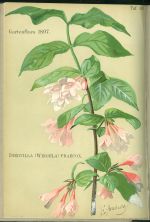 Gartenflora 1897  Zeitschrift fur Garten und Blumenkunde - Wittmack L Dr | antikvariat - detail knihy