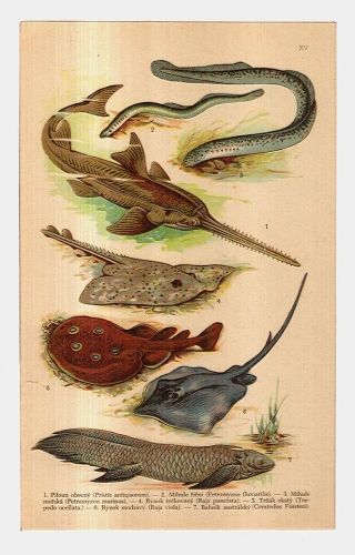 Ryby | antikvariat - detail grafiky