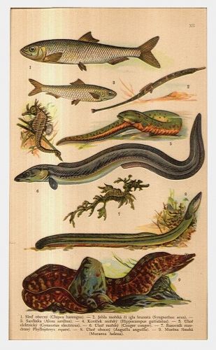 Ryby | antikvariat - detail grafiky