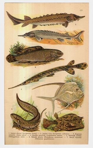 Ryby | antikvariat - detail grafiky