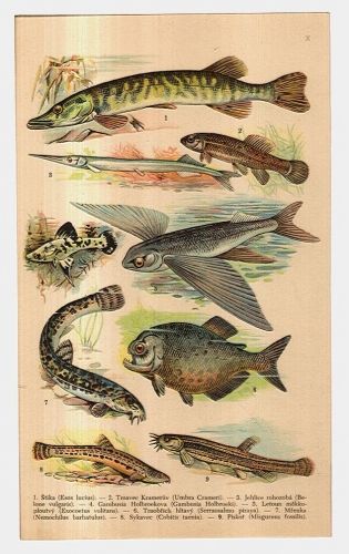 Ryby | antikvariat - detail grafiky