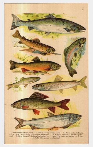 Ryby | antikvariat - detail grafiky