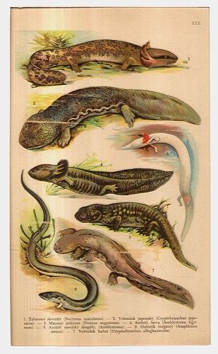 Obojzivelnici | antikvariat - detail grafiky