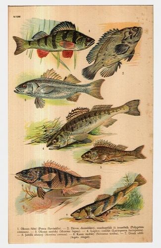Ryby | antikvariat - detail grafiky