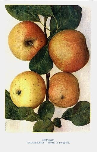 Jablka  misenske | antikvariat - detail grafiky