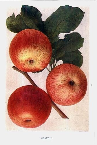 Wealthy | antikvariat - detail grafiky