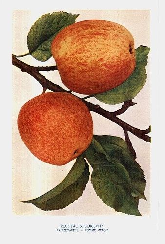 Rechtac soudkovity | antikvariat - detail grafiky