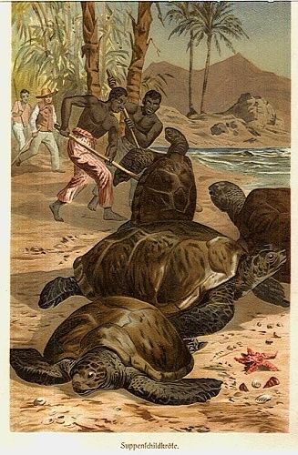 Lov zelv | antikvariat - detail grafiky