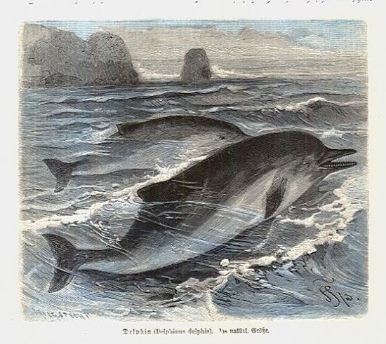 Delphinus delphis | antikvariat - detail grafiky
