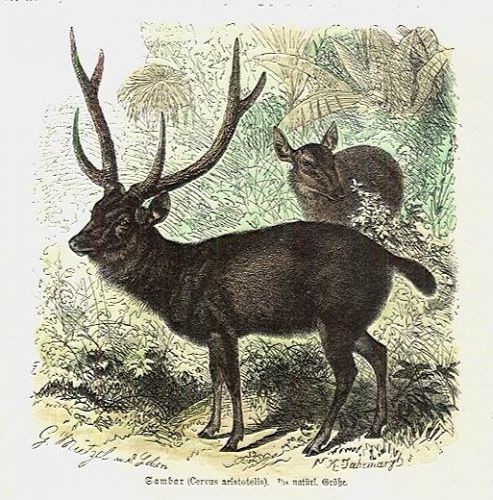 Cervus aristotelis | antikvariat - detail grafiky
