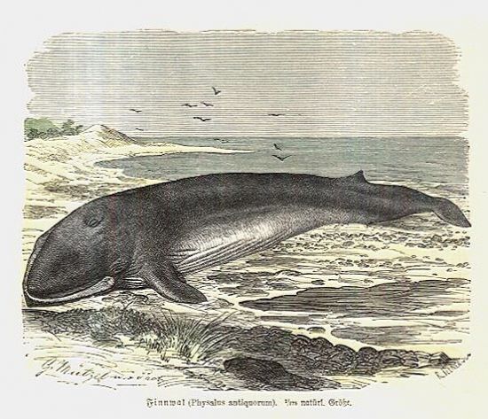 Physalus antiquorum | antikvariat - detail grafiky