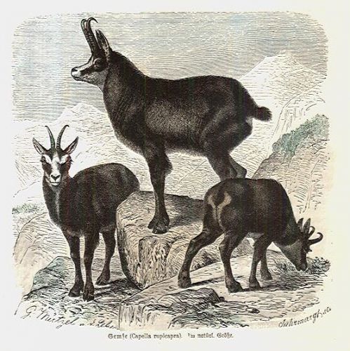 Capella rupicapra | antikvariat - detail grafiky