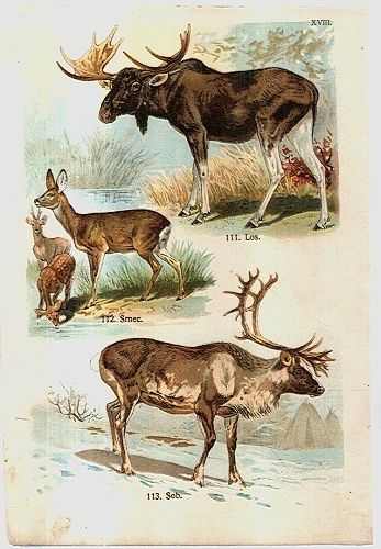 Zvirata | antikvariat - detail grafiky