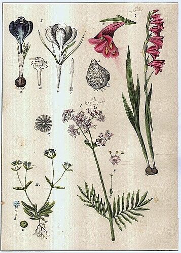 Rostliny lucni kvety travy - Mecik | antikvariat - detail grafiky