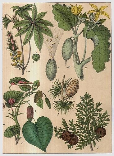 Rostliny lucni kvety travy  Rucne kolorovana litografie kolem roku 1850 | antikvariat - detail grafiky