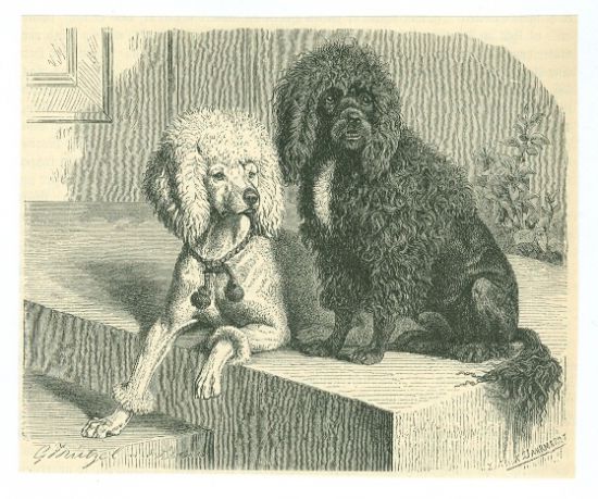 Pudl | antikvariat - detail grafiky