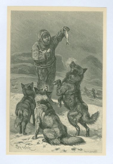 Krmeni psu | antikvariat - detail grafiky