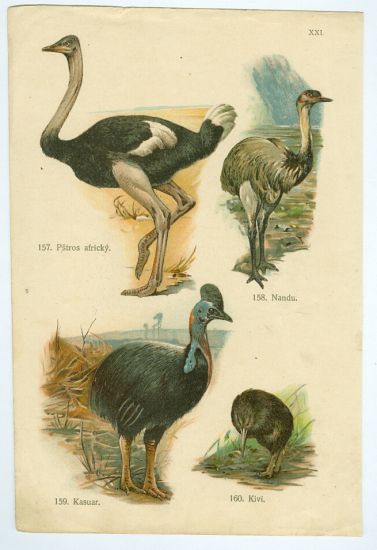 Pstros Nandu Kasuar Kivi | antikvariat - detail grafiky