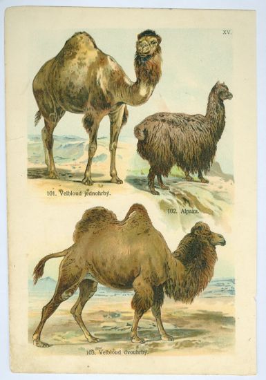 Velbloud | antikvariat - detail grafiky