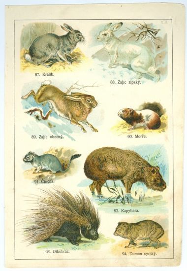Kralik zajic morce  | antikvariat - detail grafiky