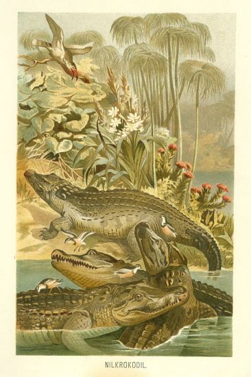 Krokodyl nilsky | antikvariat - detail grafiky