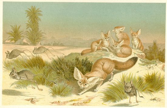 Liska s mladaty | antikvariat - detail grafiky