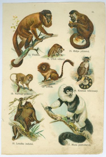 Opice | antikvariat - detail grafiky