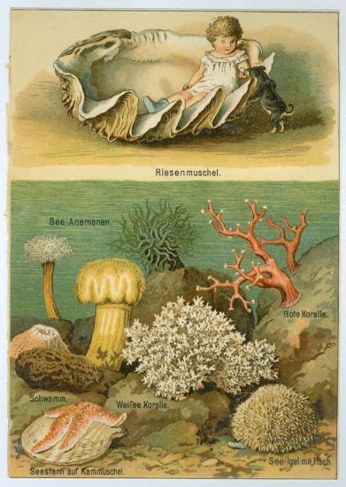Obri musle a koraly | antikvariat - detail grafiky
