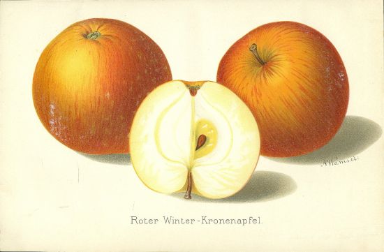 Jablka | antikvariat - detail grafiky