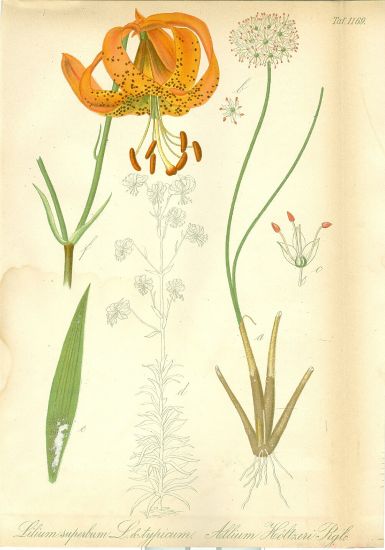 Lilie | antikvariat - detail grafiky