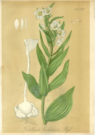 Fritillaria bucharica | antikvariat - detail grafiky