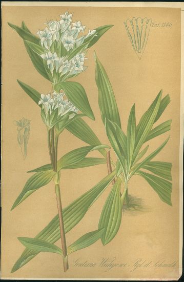Horec  Gentiana Walujewii | antikvariat - detail grafiky