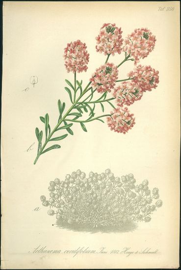 Sivutka  Aethionema cordifolium | antikvariat - detail grafiky