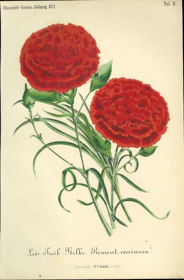 Karafiat | antikvariat - detail grafiky