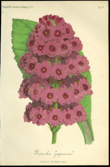 Primula japonica  Prvosenka japonska | antikvariat - detail grafiky