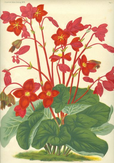 Begonia | antikvariat - detail grafiky