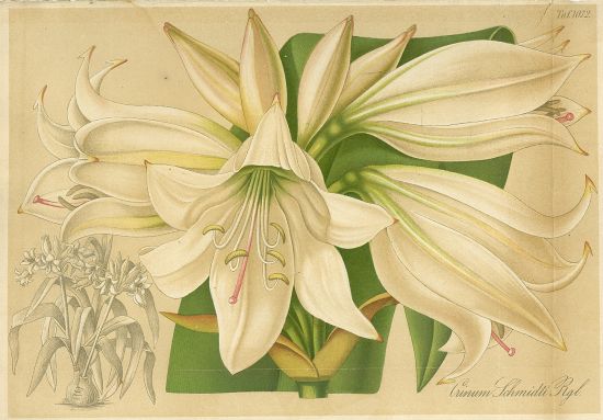 Kvetiny  litografie | antikvariat - detail grafiky