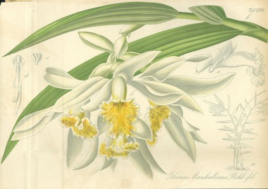 Kvetiny  litografie | antikvariat - detail grafiky