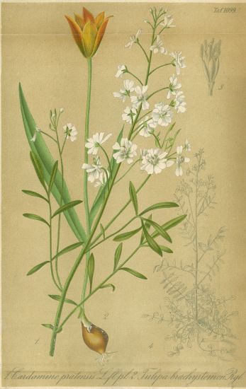 Kvetiny  litografie | antikvariat - detail grafiky