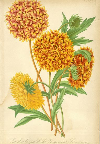 Kvetiny  litografie | antikvariat - detail grafiky