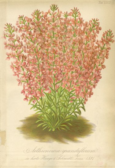 Kvetiny  litografie | antikvariat - detail grafiky